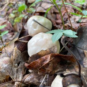 St George`s Mushroom