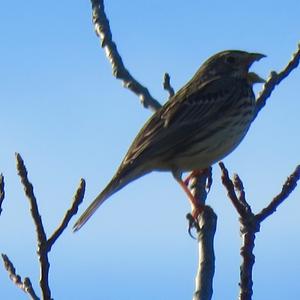 Corn Bunting