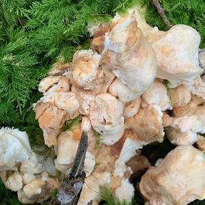 Hedgehog Fungus, Common