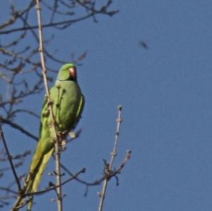 Rose-ringed Parakeet