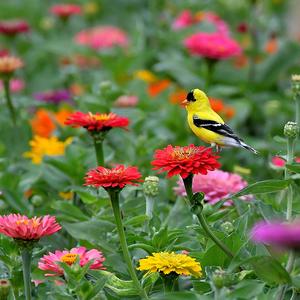 American Goldfinch