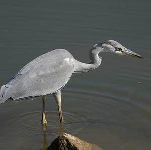 Grey Heron