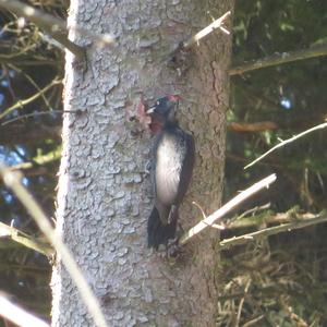 Black woodpecker