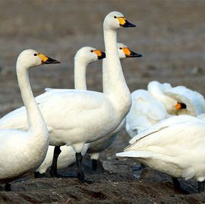 Tundra Swan