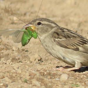 House Sparrow