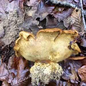 Pigskin Poison Puffball