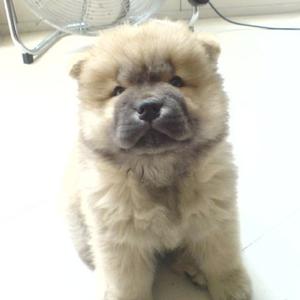 Chow Chow