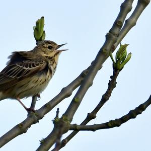 Tree Pipit