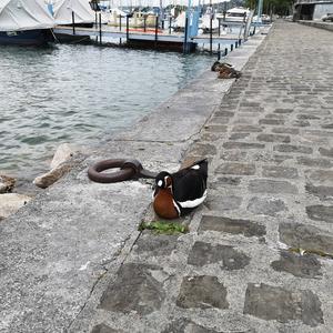 Red-breasted Goose