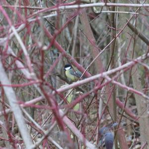 Great Tit