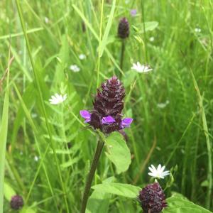 Selfheal (Common)