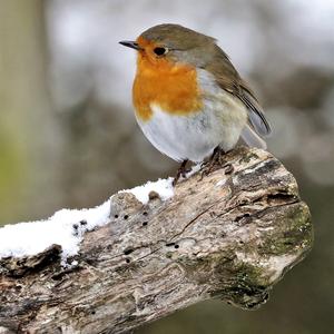 European Robin