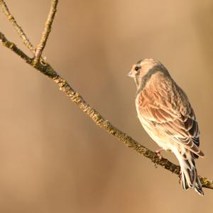 Reed Bunting