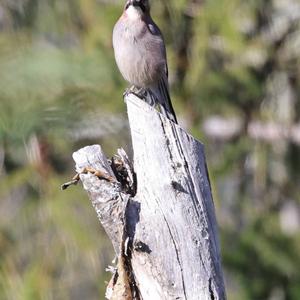 Eurasian Jay