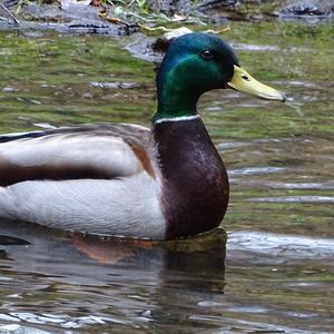 Mallard