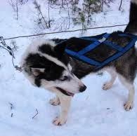 Siberian Husky