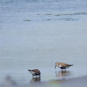 Dunlin