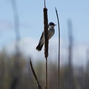 Eastern Kingbird