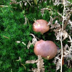 Bay Bolete