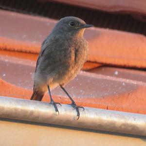 Black Redstart