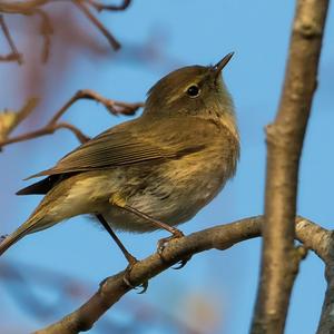 Common Chiffchaff