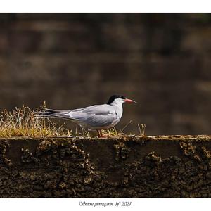 Common Tern