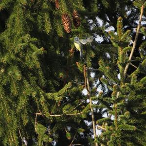 Blue Tit