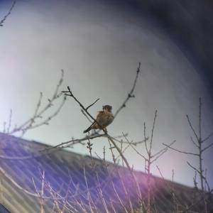 Common Kestrel