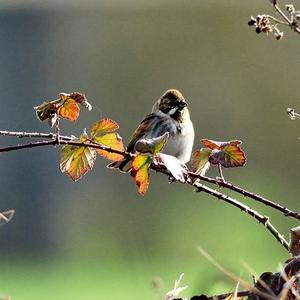 Reed Bunting