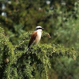 Red-backed Shrike