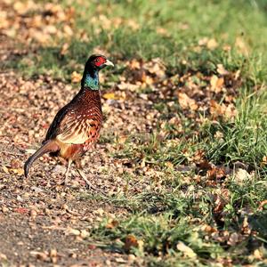 Common Pheasant