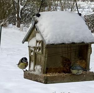 Great Tit