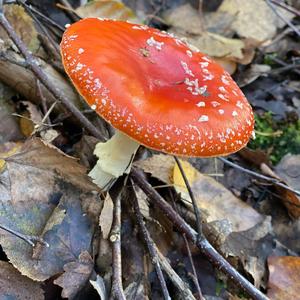 Fly Agaric