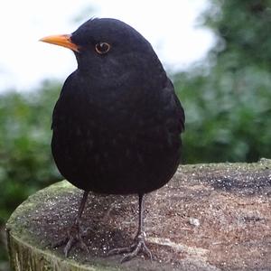 Eurasian Blackbird