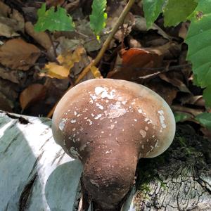 Funnel Polypore