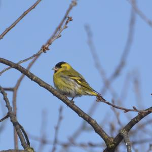 Eurasian Siskin