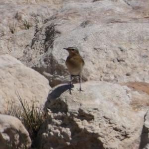 Northern Wheatear