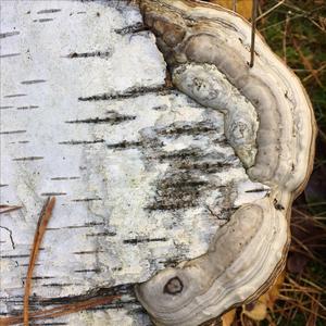 Tinder Polypore