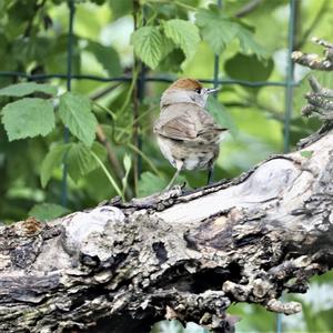 Blackcap