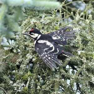 Great Spotted Woodpecker