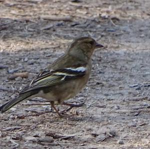 Eurasian Chaffinch