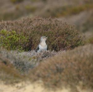 Common Cuckoo