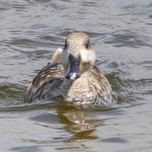 Marbled Teal