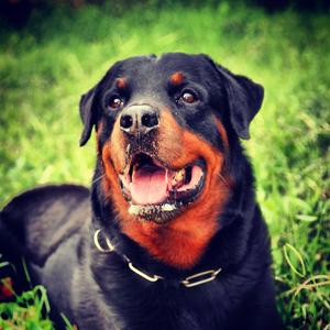 Rottweiler