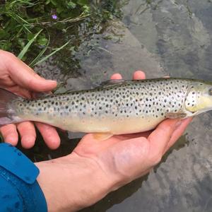 Brown trout