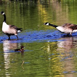 Canada Goose