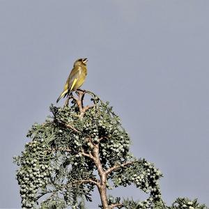 European Greenfinch