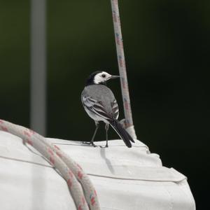 White Wagtail