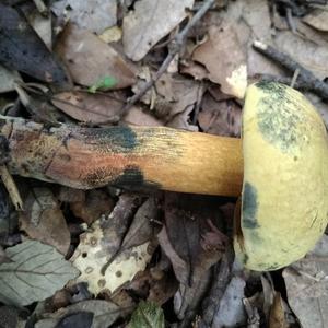 Lurid Bolete