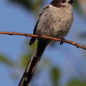 Long-tailed Tit